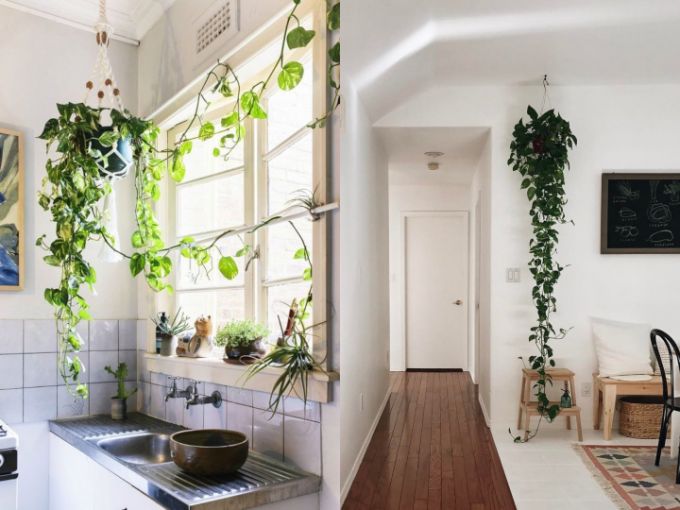 ecológico-departamento-con-plantas